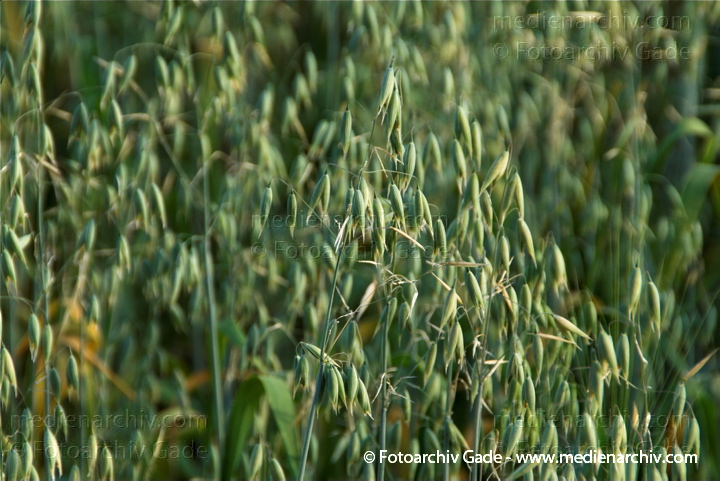 Getreide. Hafer (Avena)
6.  7. 2010. Mecklenburg-Vorpommern. Carwitz. Flora. Pflanzen. Getreide. Hafer. Landwirtschaft
Schlüsselwörter: 2010;Avena;Carwitz;Feld;Feldberger Seenlandschaft;Flora;Getreide;Hafer;Landwirtschaft;Mecklenburg-Vorpommern;Natur;Pflanzen;plants
