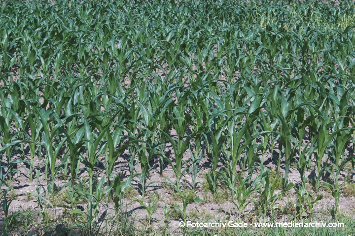 Mais (Zea mays)
24.  Juni 2005. Niedersachsen. Landwirtschaft. Ackerbau. Getreide. Maisanbau. Maisfeld. Gewöhnlicher Mais (Zea mays).   Süssgräser (Poaceae).
Schlüsselwörter: 2005;Ackerbau;Feld;Flora;Getreide;Landwirtschaft;Mais;Natur;Pflanzen;plants;Zea mays