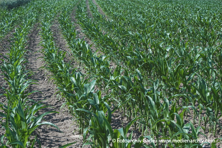 Mais (Zea mays)
24.  Juni 2005. Niedersachsen. Landwirtschaft. Ackerbau. Getreide. Maisanbau. Maisfeld. Gewöhnlicher Mais (Zea mays).   Süssgräser (Poaceae).
Schlüsselwörter: 2005;Ackerbau;Feld;Flora;Getreide;Landwirtschaft;Mais;Natur;Pflanzen;plants;Zea mays