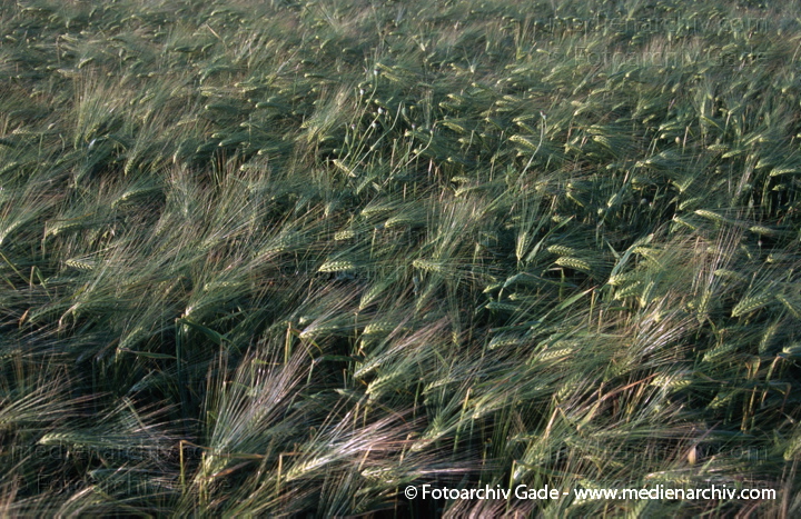 Getreidefeld. Roggen (Secale cereale)
Juni 1998.  Brandenburg. Landwirtschaft. Getreidefeld. Halme und Ähren. Weizen. Pflanze. Flora. Roggen (Secale cereale)
Schlüsselwörter: 1998;Brandenburg;Deutschland;Flora;Germany;Getreidefeld;Landwirtschaft;Pflanzen;plants;Roggen;Secale cereale