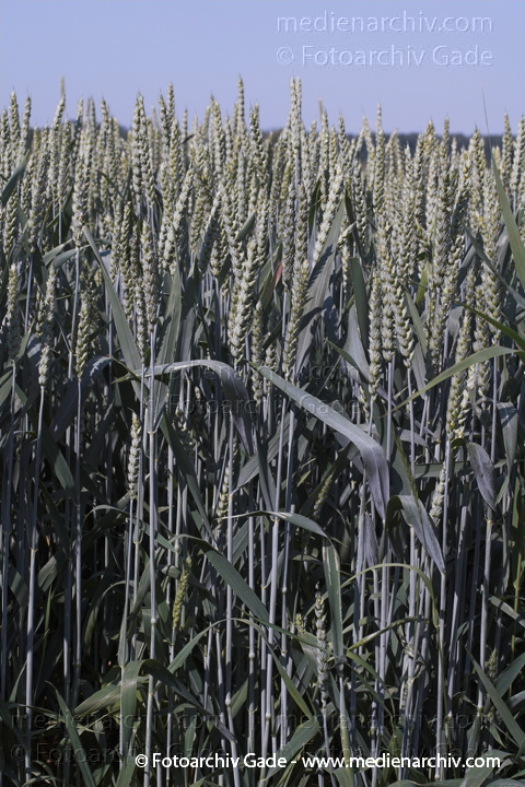 Roggen (Secale cereale)
24.  Juni 2005. Niedersachsen. Landwirtschaft. Ackerbau. Getreide. Weizen (Triticum spec.).   Süssgräser (Poaceae).
Schlüsselwörter: 2005;Ackerbau;Feld;Flora;Getreide;Landwirtschaft;Natur;Niedersachsen;Pflanzen;plants;Roggen;Secale cereale