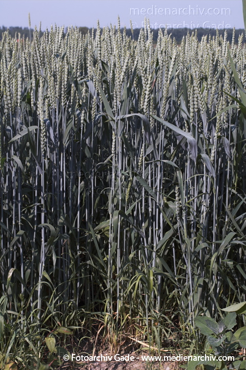 Roggen (Secale cereale)
24.  Juni 2005. Niedersachsen. Landwirtschaft. Ackerbau. Getreide. Weizen (Triticum spec.).   Süssgräser (Poaceae).
Schlüsselwörter: 2005;Ackerbau;Feld;Flora;Getreide;Landwirtschaft;Natur;Niedersachsen;Pflanzen;plants;Roggen;Secale cereale