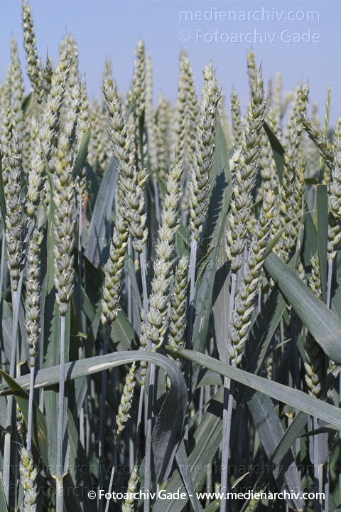 Roggen (Secale cereale)
24.  Juni 2005. Niedersachsen. Landwirtschaft. Ackerbau. Getreide. Weizen (Triticum spec.).   Süssgräser (Poaceae).
Schlüsselwörter: 2005;Ackerbau;Feld;Flora;Getreide;Landwirtschaft;Natur;Niedersachsen;Pflanzen;plants;Roggen;Secale cereale