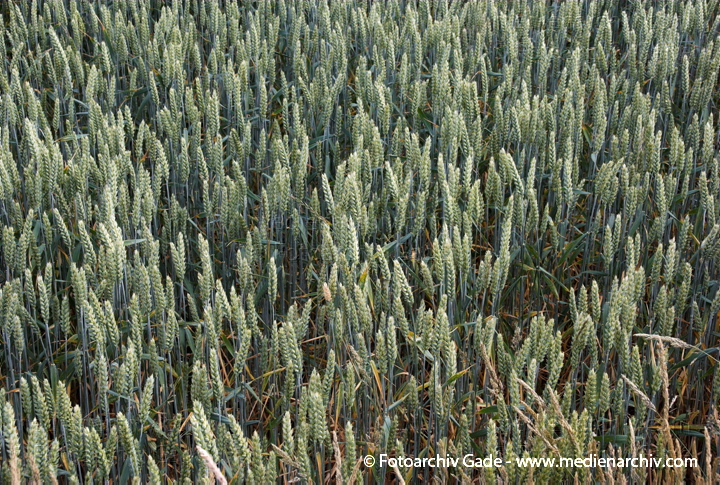 Roggen (Secale cereale)
6.  2008. Niedersachsen. Hemmoor. Flora. Pflanzen.
Schlüsselwörter: 2008;Feld;Flora;Getreide;Landwirtschaft;Natur;Pflanzen;plants;Roggen;Secale cereale