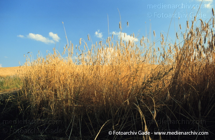 Weizen. Triticum L. Süßgräser (Poaceae)
1995.   Mecklenburg-Vorpommern. Carwitz. Thomsdorf. Feldberger Seengebiet. Flora. Pflanzen. Getreide. Roggen (Secale spec.).   Süssgräser (Poaceae).
Schlüsselwörter: 1995;Bier;Carwitz;Deutschland;Feld;Feldberg;Flora;Getreide;Landwirtschaft;Mecklenburg-Vorpommern;Natur;Pflanzen;plants