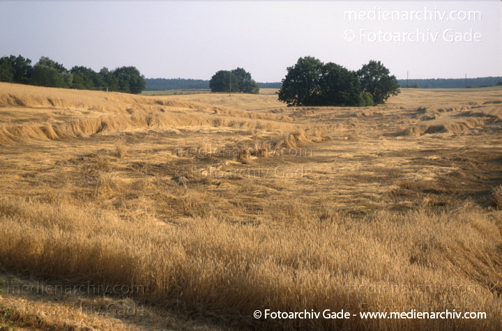 Weizen. Triticum L. Süßgräser (Poaceae)
August 1999.   Mecklenburg-Vorpommern.  Flora. Pflanzen. Getreide. Weizenfeld. Nutzpflanze, Nahrungsmittel. Verwendungszweck: Brotgetreide für Griess, Graupen, sowie zur Bier- und Branntweinherstellung.
Schlüsselwörter: 1999;Bier;Brot;Feld;Flora;Getreide;Griess;Landwirtschaft;Nahrungsmittel;Natur;Pflanzen;plants;Weizen