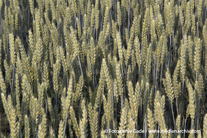 Weizen. Triticum L. Süßgräser (Poaceae)
25.  6. 2006. Brandenburg. Uckermark. Flora. Pflanzen. Süßgras. Süßgräser. Getreide. Landwirtschaft. Feld. Weizen (Triticum spec.).   Süssgräser (Poaceae).
Schlüsselwörter: 2006;Brandenburg;Feld;Flora;Getreide;Korn;Landwirtschaft;Natur;Pflanzen;plants;Süßgras;Süßgräser;Triticum