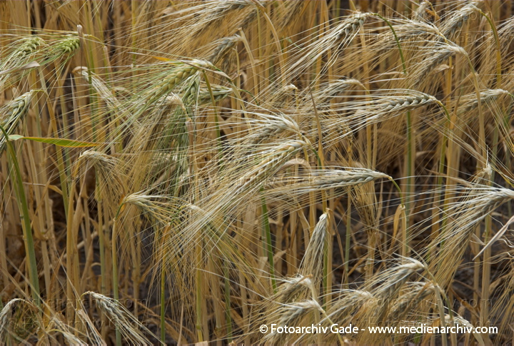 Weizen. Triticum L. Süßgräser (Poaceae)
26.  6. 2008. Niedersachsen. Hemmoor. Flora. Pflanzen. Getreide auf einem Feld. Landwirtschaft. Ähren
Schlüsselwörter: 2008;Feld;Flora;Getreide;Landwirtschaft;Natur;Pflanzen;plants;Ähren