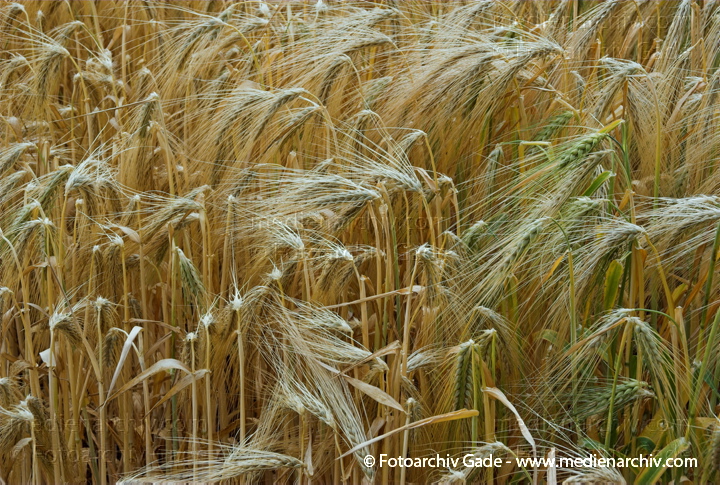 Weizen. Triticum L. Süßgräser (Poaceae)
26.  6. 2008. Niedersachsen. Hemmoor. Flora. Pflanzen. Getreide auf einem Feld. Landwirtschaft. Ähren
Schlüsselwörter: 2008;Feld;Flora;Getreide;Landwirtschaft;Natur;Pflanzen;plants;Ähren