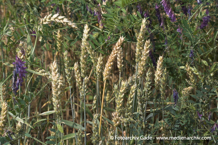 Weizen. Triticum L. Süßgräser (Poaceae)
10.  7. 2011. Brandenburg. Uckermark. Gertreidefeld. Pflanzen.
Schlüsselwörter: 2011;Brandenburg;Feld;Flora;Getreide;Getreidefeld;Landwirtschaft;Linum;Natur;Pflanzen;plants;Uckermark