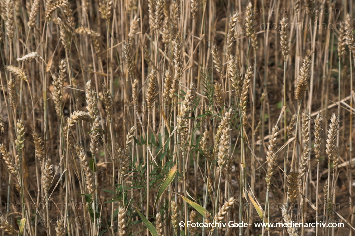 Weizen. Triticum L. Süßgräser (Poaceae)
10.  7. 2011. Brandenburg. Uckermark. Gertreidefeld. Pflanzen.
Schlüsselwörter: 2011;Brandenburg;Feld;Flora;Getreide;Getreidefeld;Landwirtschaft;Linum;Natur;Pflanzen;plants;Uckermark