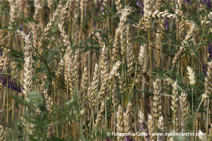 Weizen. Triticum L. Süßgräser (Poaceae)
10.  7. 2011. Brandenburg. Uckermark. Gertreidefeld. Pflanzen.
Schlüsselwörter: 2011;Brandenburg;Feld;Flora;Getreide;Getreidefeld;Landwirtschaft;Linum;Natur;Pflanzen;plants;Uckermark