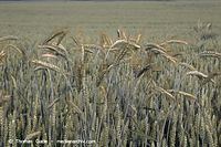 Flora-Getreide-Gerste-20060625-14.jpg