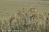 Dateiname=Flora-Getreide-Gerste-20060625-18.jpg
Dateigröße=217KB
Abmessungen: 720x480
hinzugefügt am: 02. April 2014 Flora-Getreide-Gerste-20060625-18.jpg