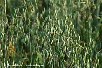 Flora-Getreide-Hafer-20100706-21.jpg