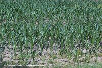 Dateiname=Flora-Getreide-Mais-20050624-01.jpg
Dateigröße=330KB
Abmessungen: 720x480
hinzugefügt am: 02. April 2014 Flora-Getreide-Mais-20050624-01.jpg