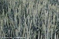 Dateiname=Flora-Getreide-Roggen-20050624-04.jpg
Dateigröße=317KB
Abmessungen: 720x480
hinzugefügt am: 02. April 2014 Flora-Getreide-Roggen-20050624-04.jpg