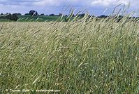 Dateiname=Flora-Getreide-Roggen-20070626-11.jpg
Dateigröße=315KB
Abmessungen: 720x484
hinzugefügt am: 02. April 2014 Flora-Getreide-Roggen-20070626-11.jpg