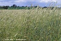 Flora-Getreide-Roggen-20070626-11.jpg