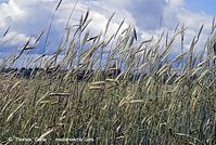 Dateiname=Flora-Getreide-Roggen-20070626-12.jpg
Dateigröße=288KB
Abmessungen: 720x484
hinzugefügt am: 02. April 2014 Flora-Getreide-Roggen-20070626-12.jpg