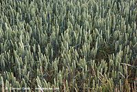Dateiname=Flora-Getreide-Roggen-20080626-40.jpg
Dateigröße=359KB
Abmessungen: 720x485
hinzugefügt am: 02. April 2014 Flora-Getreide-Roggen-20080626-40.jpg