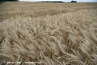 Dateiname=Flora-Getreide-Roggen-20100706-12.jpg
Dateigröße=257KB
Abmessungen: 720x481
hinzugefügt am: 02. April 2014 Flora-Getreide-Roggen-20100706-12.jpg