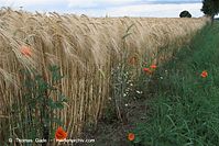 Dateiname=Flora-Getreide-Roggen-20100706-13.jpg
Dateigröße=258KB
Abmessungen: 720x481
hinzugefügt am: 02. April 2014 Flora-Getreide-Roggen-20100706-13.jpg