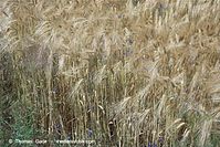 Dateiname=Flora-Getreide-Roggen-20100706-21.jpg
Dateigröße=293KB
Abmessungen: 720x481
hinzugefügt am: 02. April 2014 Flora-Getreide-Roggen-20100706-21.jpg