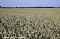 Flora-Getreide-Weizen-20060625-17.jpg