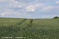 Flora-Getreide-Weizen-20120617-517.jpg