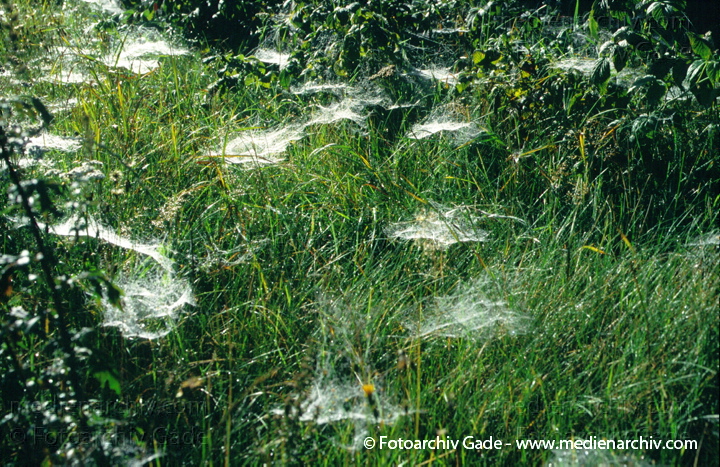 Gras. Waldwiese im Morgentau mit Spinnenweben
August 1998.   Mecklenburg-Vorpommern. Flora. Pflanzen. Gras. Gräser. Spinnennetz. Waldwiesen im Morgentau
Schlüsselwörter: 1998;Deutschland;Flora;gramen;Gras;Natur;Pflanzen;plants;Spinnennetz;Tau