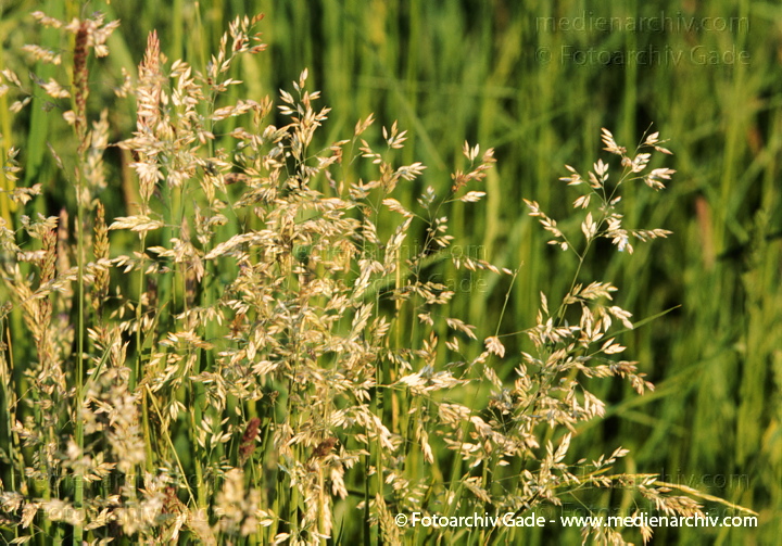 Blühendes Gras. Rispengras (Poa spec.)
Juni 1999.  Mecklenburg-Vorpommern. Flora. Pflanzen. Gras. Gräser. Blühendes Gras. Rispengras (Poa spec.).   Süssgräser (Poaceae).
Schlüsselwörter: 1999;Flora;gramen;Gras;Natur;Pflanzen;plants