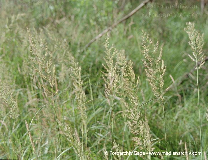 Gras. gramen
Juli 2001.  Mecklenburg-Vorpommern. Fischland. Ostseeküste. Flora. Pflanzen. Gras
Schlüsselwörter: 2001;Darß;Fischland;Flora;gramen;Gras;Mecklenburg-Vorpommern;Natur;Pflanzen;plants