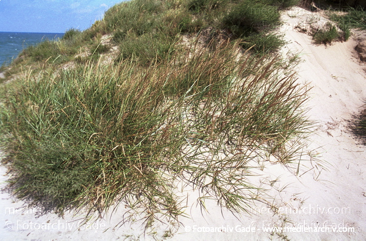 Dünen mit Gras
Juli 2001.  Mecklenburg-Vorpommern. Fischland. Flora. Pflanze. Gras auf einer Düne
Schlüsselwörter: 2001;Düne;Flora;gramen;Gras;Natur;Pflanzen;plants