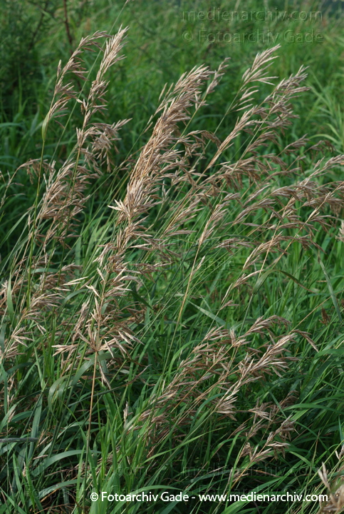 Blühendes Gras
21.  7. 2007. Berlin. Flora. Pflanzen.
Schlüsselwörter: 2007;Berlin;Flora;gramen;Gras;Natur;Pflanzen;plants