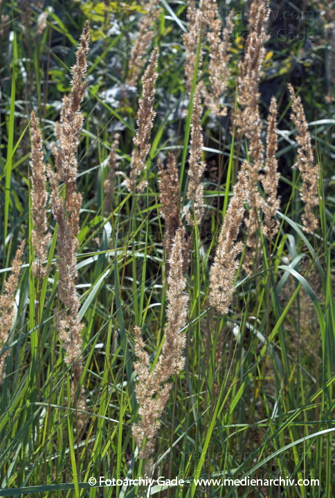 Blühendes Gras
5.  8. 2007. Flora. Pflanzen. Gras. Blüten
Schlüsselwörter: 2007;Blüte;Flora;gramen;Gras;Natur;Pflanzen;plants