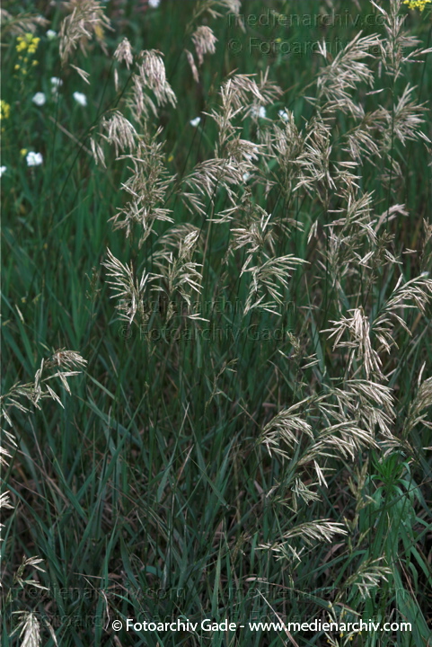Blühendes Gras
29.  6. 2009. Flora. Pflanzen. Gras. Blüten
Schlüsselwörter: 2009;Berlin;Flora;gramen;Gras;Gräser;Natur;Pflanzen;plants