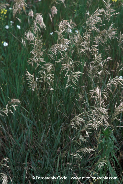 Blühendes Gras
29.  6. 2009. Flora. Pflanzen. Gras. Blüten
Schlüsselwörter: 2009;Berlin;Flora;gramen;Gras;Gräser;Natur;Pflanzen;plants