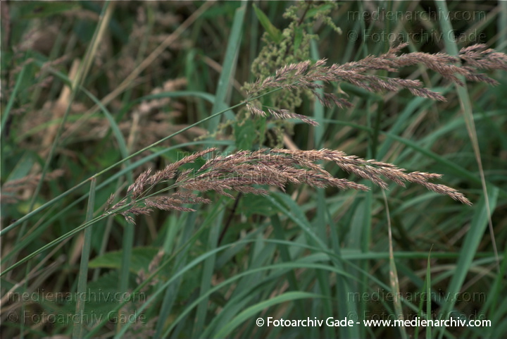 Blühendes Gras
19.  7. 2009. Brandenburg. Linum. Flora. Pflanzen. Blüten. Gras
Schlüsselwörter: 2009;Blüte;Brandenburg;Flora;gramen;Gras;Gräser;Linum;Natur;Pflanzen;plants