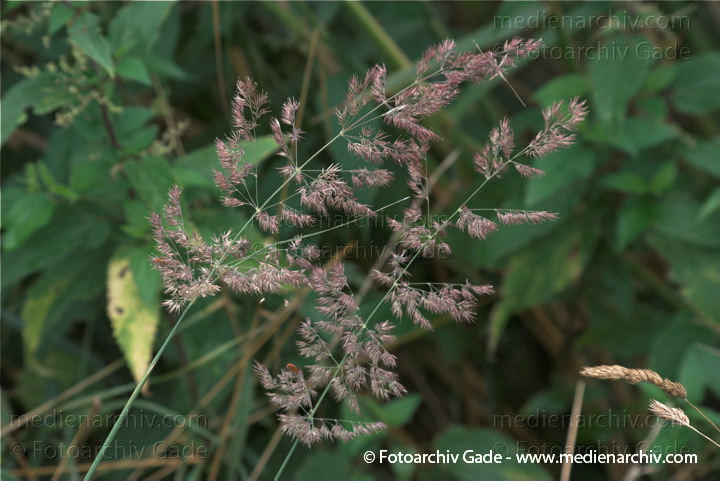 Blühendes Gras
19.  7. 2009. Brandenburg. Linum. Flora. Pflanzen. Blüten. Gras
Schlüsselwörter: 2009;Blüte;Brandenburg;Flora;gramen;Gras;Gräser;Linum;Natur;Pflanzen;plants