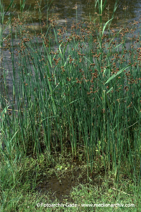 Gras. gramen
19.  7. 2009. Brandenburg. Linum. Flora. Pflanzen. Blüten.
Schlüsselwörter: 2009;Blüte;Brandenburg;Flora;gramen;Gras;Linum;Natur;Pflanzen;plants