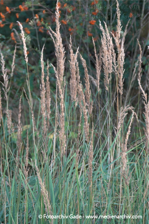 Blühendes Gras
23.  8. 2009. Berlin. Flora. Fauna. Marienkäfer auf einem Grashalm. Blüten.
Schlüsselwörter: Flora;gramen;Gras;Natur;Pflanzen;plants