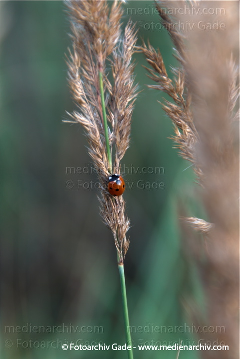 Marienkäfer auf blühendem Gras
23.  8. 2009. Berlin. Flora. Fauna. Marienkäfer auf einem Grashalm. Blüten.
Schlüsselwörter: Flora;gramen;Gras;Marienkäfer;Natur;Pflanzen;plants