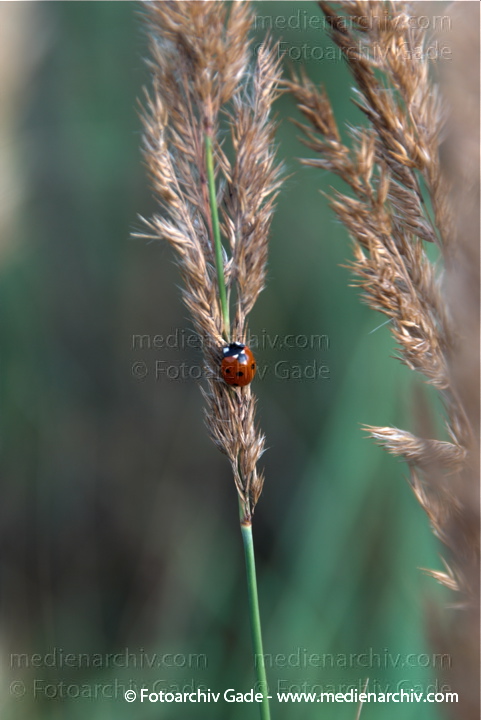 Marienkäfer auf blühendem Gras
23.  8. 2009. Berlin. Flora. Fauna. Marienkäfer auf einem Grashalm. Blüten.
Schlüsselwörter: Flora;gramen;Gras;Marienkäfer;Natur;Pflanzen;plants