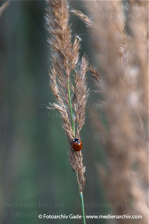 Marienkäfer auf blühendem Gras
23.  8. 2009. Berlin. Flora. Fauna. Marienkäfer auf einem Grashalm. Blüten.
Schlüsselwörter: Flora;gramen;Gras;Marienkäfer;Natur;Pflanzen;plants
