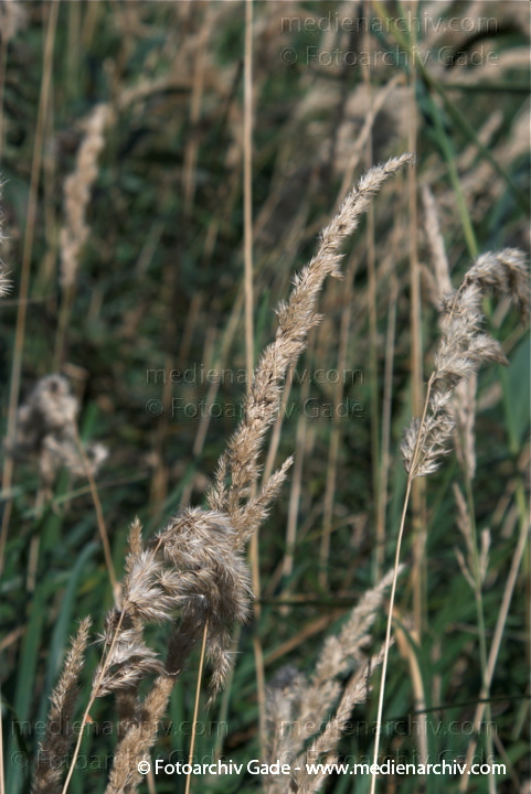 Gras. gramen
20.  9. 2009. Brandenburg. Linum - Flora. Pflanzen. Gras. Gräser.
Schlüsselwörter: 2009;Brandenburg;Flora;gramen;Gras;Gräser;Linum;Natur;Pflanzen;plants;Schilf