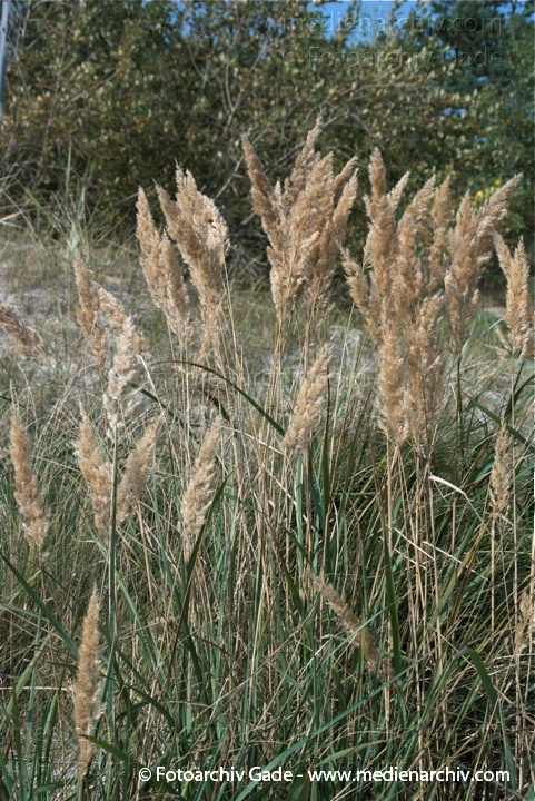Blühendes Gras
27.  9. 2009. Mecklenburg-Vorpommern. Insel Rügen. Prora Flora. Pflanzen. Blühendes Dünengras
Schlüsselwörter: 2009;Flora;gramen;Gras;Gräser;Insel;Mecklenburg-Vorpommern;Natur;Pflanzen;plants;Prora;Rügen