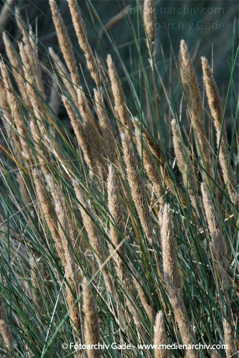 Blühendes Gras
27.  9. 2009. Mecklenburg-Vorpommern. Insel Rügen. Prora Flora. Pflanzen. Blühendes Dünengras
Schlüsselwörter: 2009;Blüte;Dünengras;Flora;gramen;Gras;Gräser;Insel;Mecklenburg-Vorpommern;Natur;Pflanzen;plants;Prora;Rügen