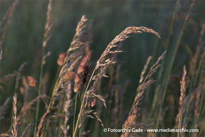 Gras. gramen
30.  6. 2010. Mecklenburg-Vorpommern. Carwitz. Flora. Gras. Gramen
Schlüsselwörter: 2010;Carwitz;Feldberger Seenlandschaft;Flora;gramen;Gras;Mecklenburg-Vorpommern;Natur;Pflanzen;plants