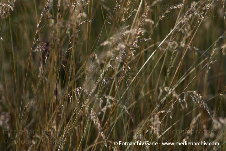 Gras. gramen
1.  7. 2010. Mecklenburg-Vorpommern. Carwitz. Flora. Pflanzen. Gras
Schlüsselwörter: 2010;Carwitz;Feldberger Seenlandschaft;Flora;gramen;Gras;Mecklenburg-Vorpommern;Natur;Pflanzen;plants